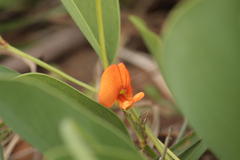 Tephrosia calophylla